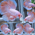 Halfmoon Pink Sweet Color Betta Fish Male