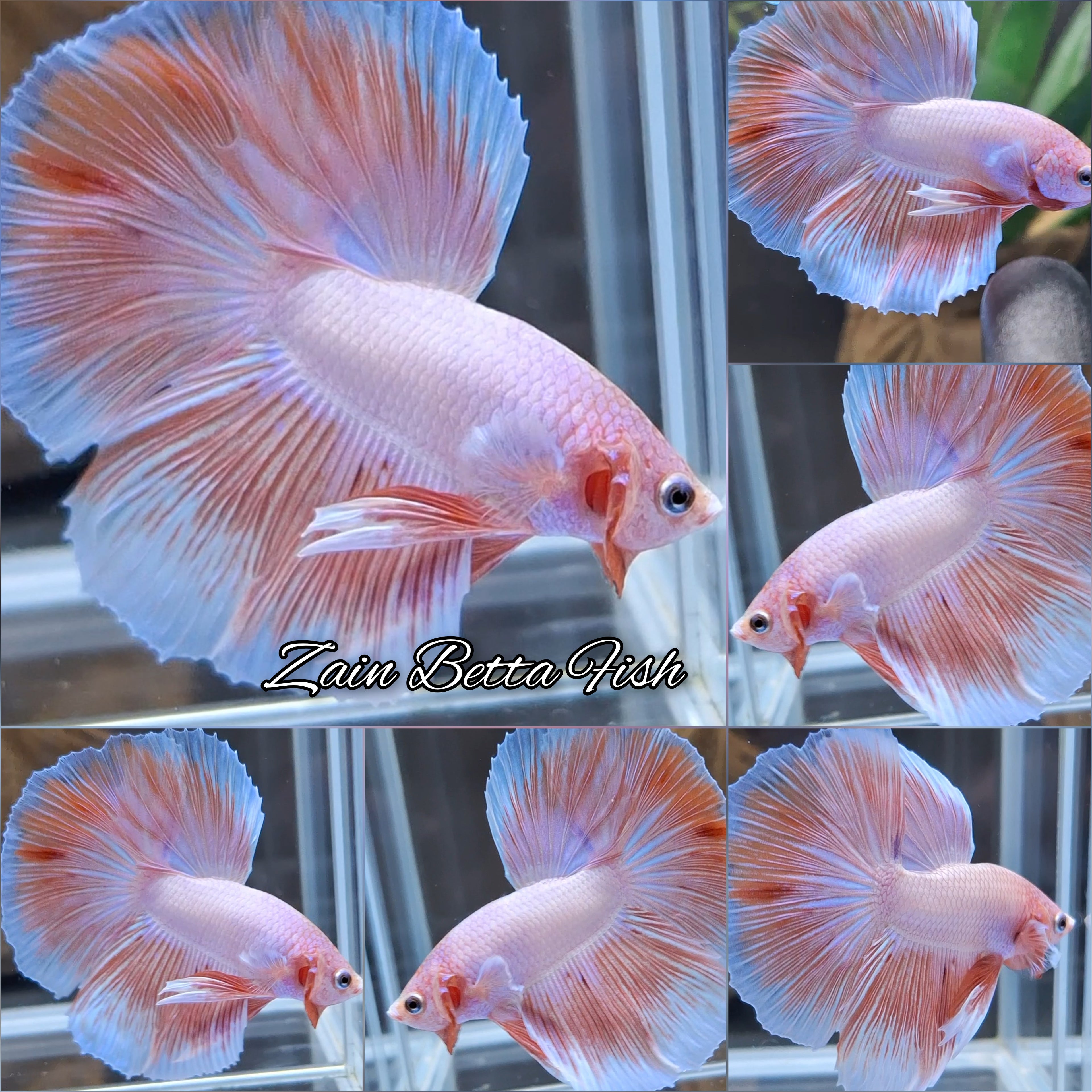 Halfmoon Pink Sweet Color Betta Fish Male