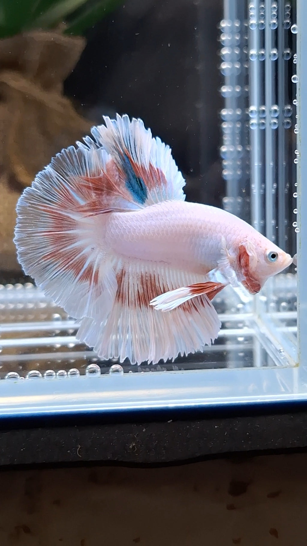 Halfmoon Feathertail Pink Fancy Betta Fish Male