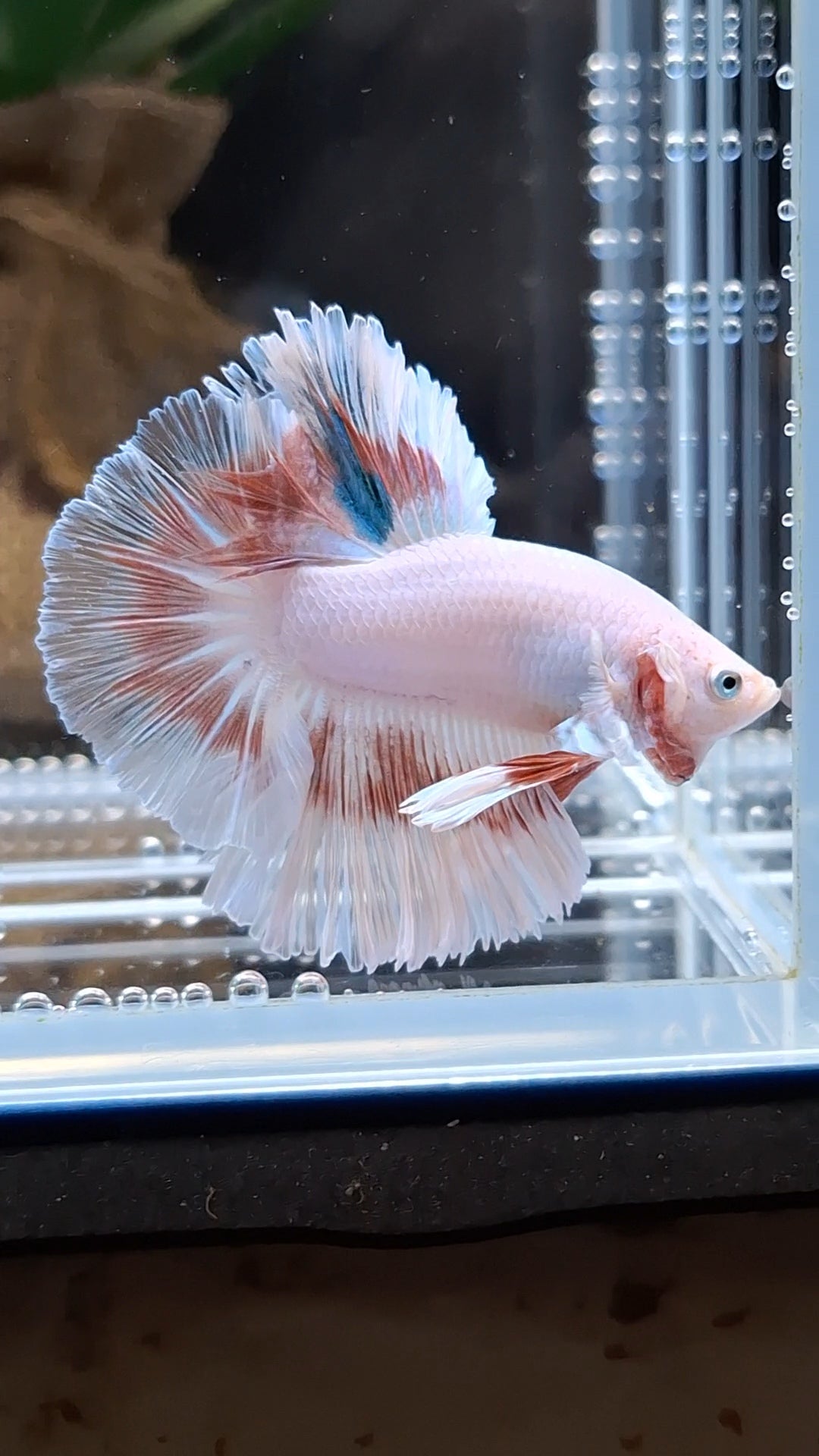 Halfmoon Feathertail Pink Fancy Betta Fish Male