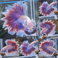King Feathertail Dumbo Rose Ear Pink Aurora Color Premium Betta Fish Male