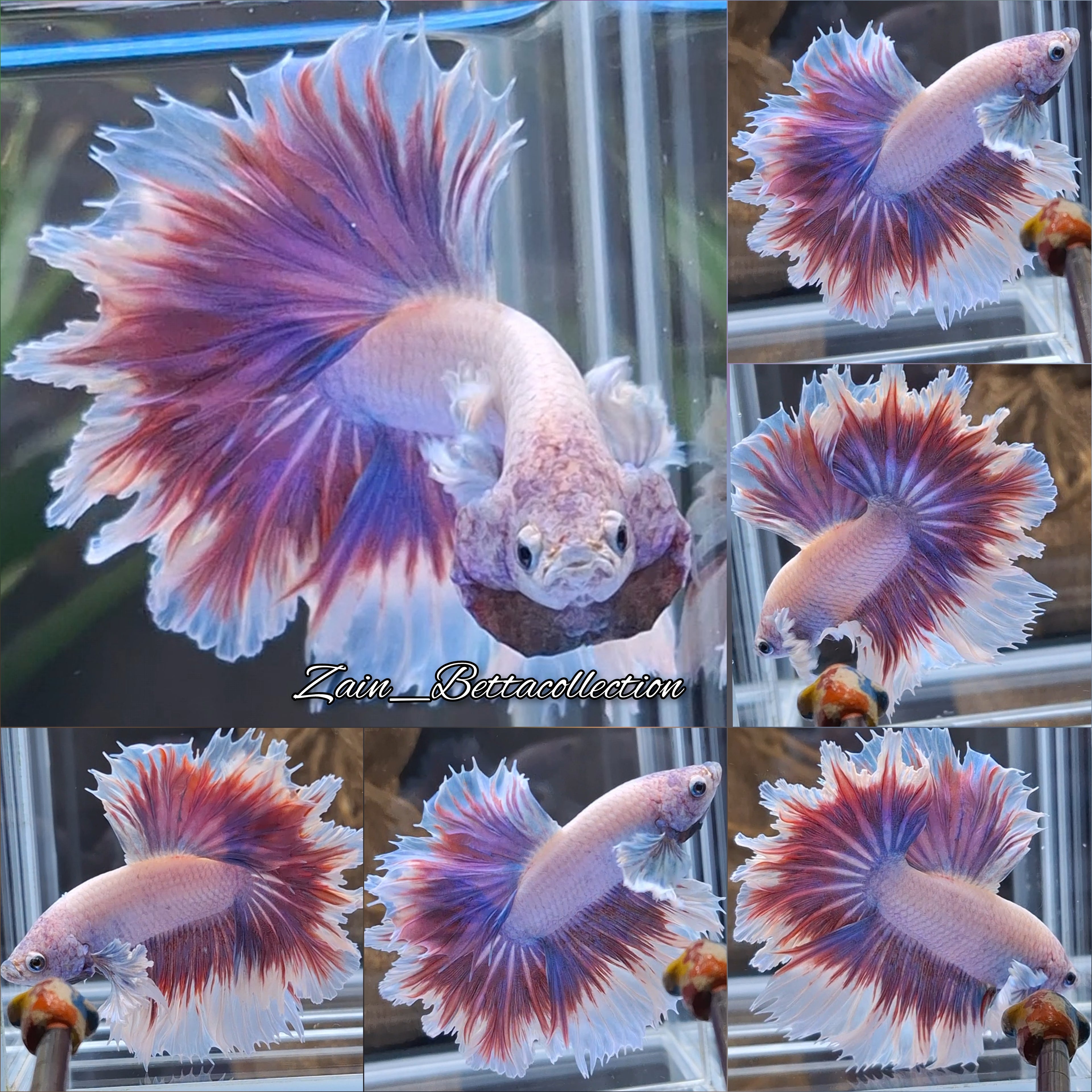 King Feathertail Dumbo Rose Ear Pink Aurora Color Premium Betta Fish Male