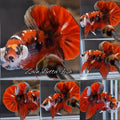 Red Koi Gold Copper HMPK Betta Fish Male