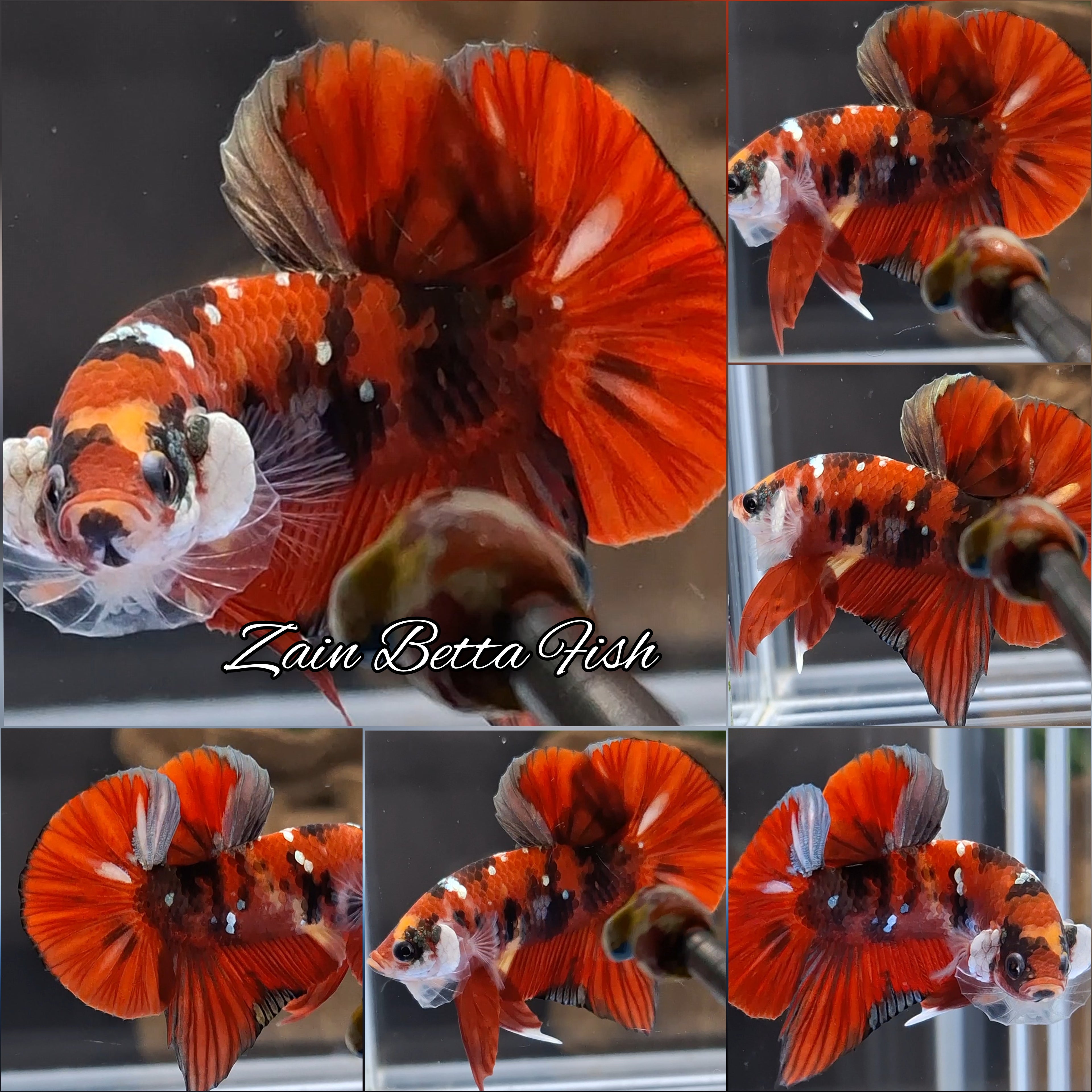 Red Koi Gold Copper HMPK Betta Fish Male