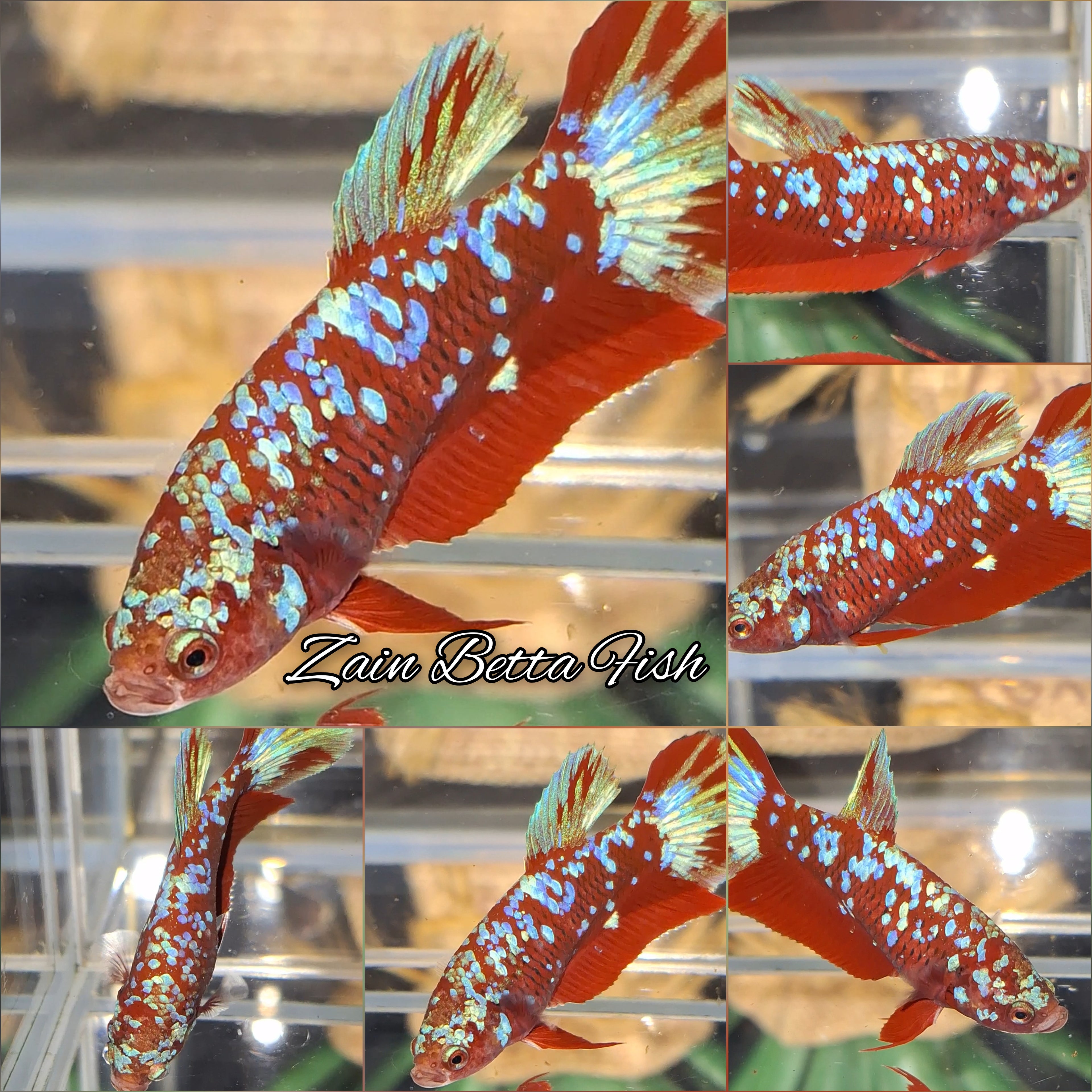 RGBG HMPK Betta Fish Female For Sorority / Breed