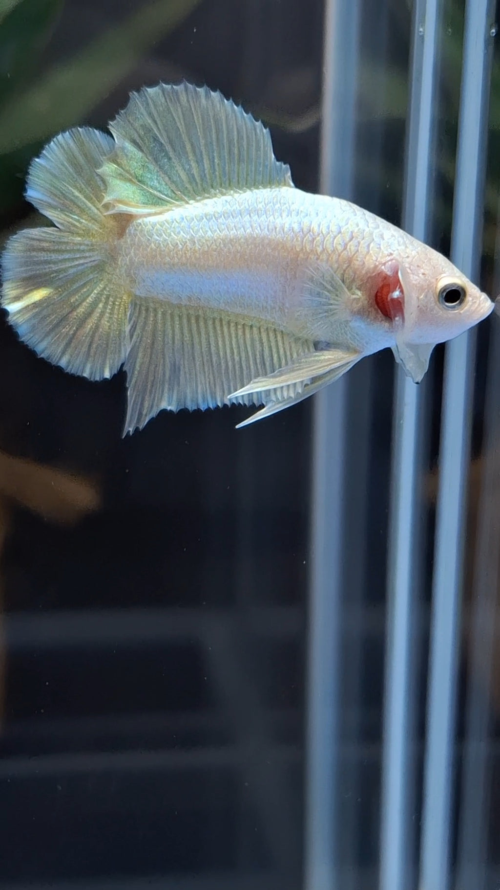 Junior Gold Double Tail Plakat DTPK HMPK Betta Fish Male