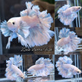 King Feathertail Dumbo Rose Ear Skyblue Betta Fish Male
