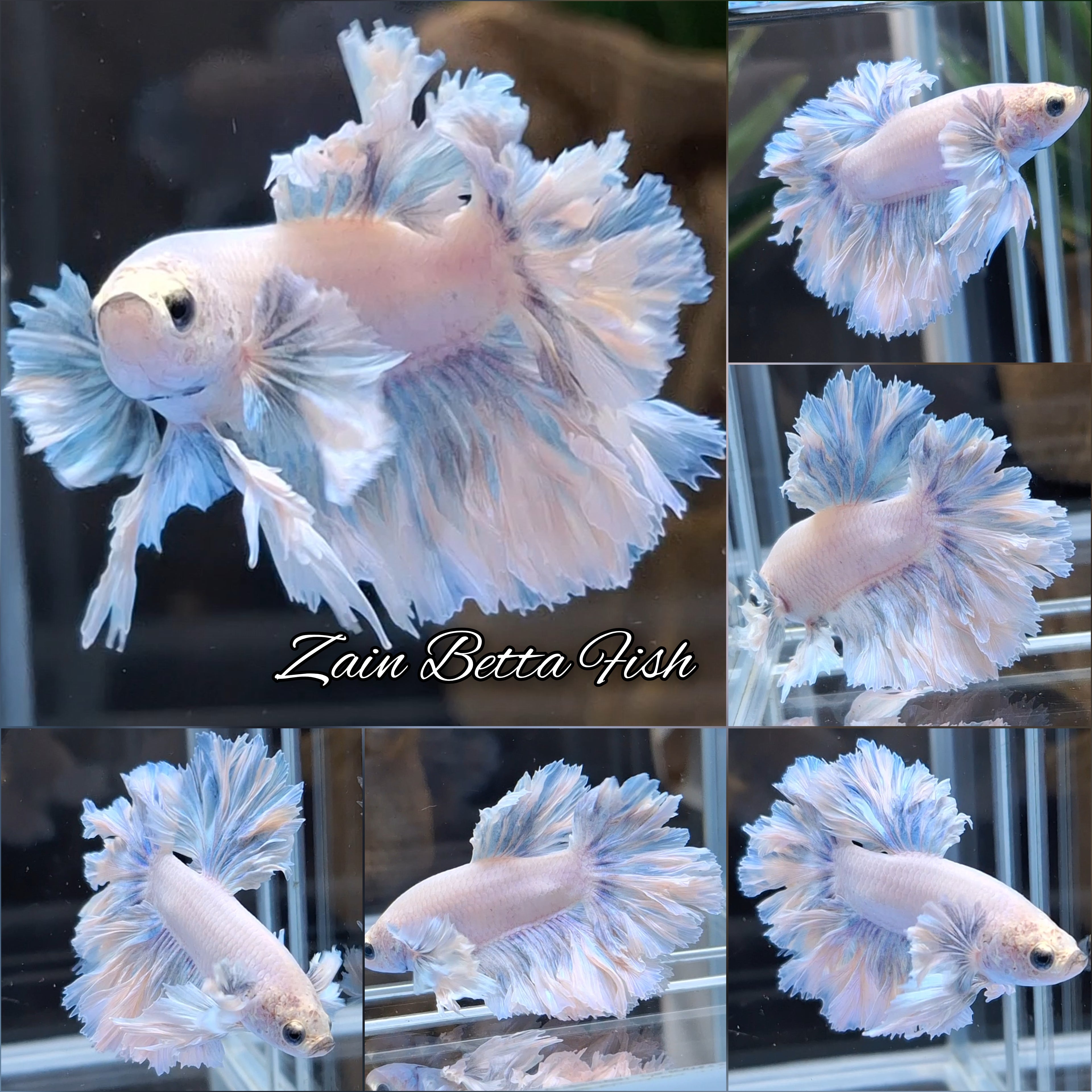 King Feathertail Dumbo Rose Ear Skyblue Betta Fish Male