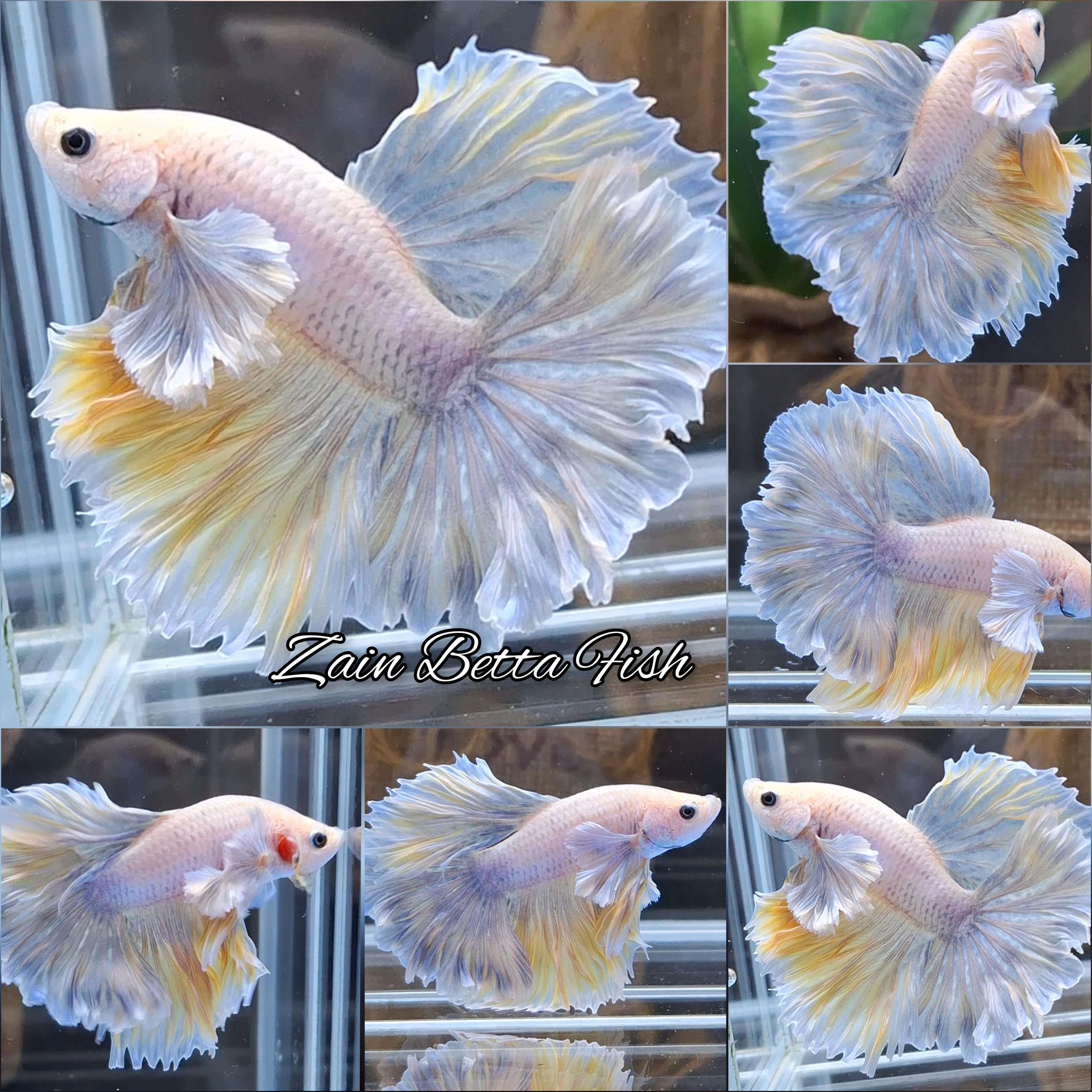 Halfmoon Feathertail Dumbo Rose Ear Yellow Grizzle Betta Fish Male