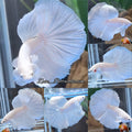 OHM Halfmoon White Platimum Betta Fish Male