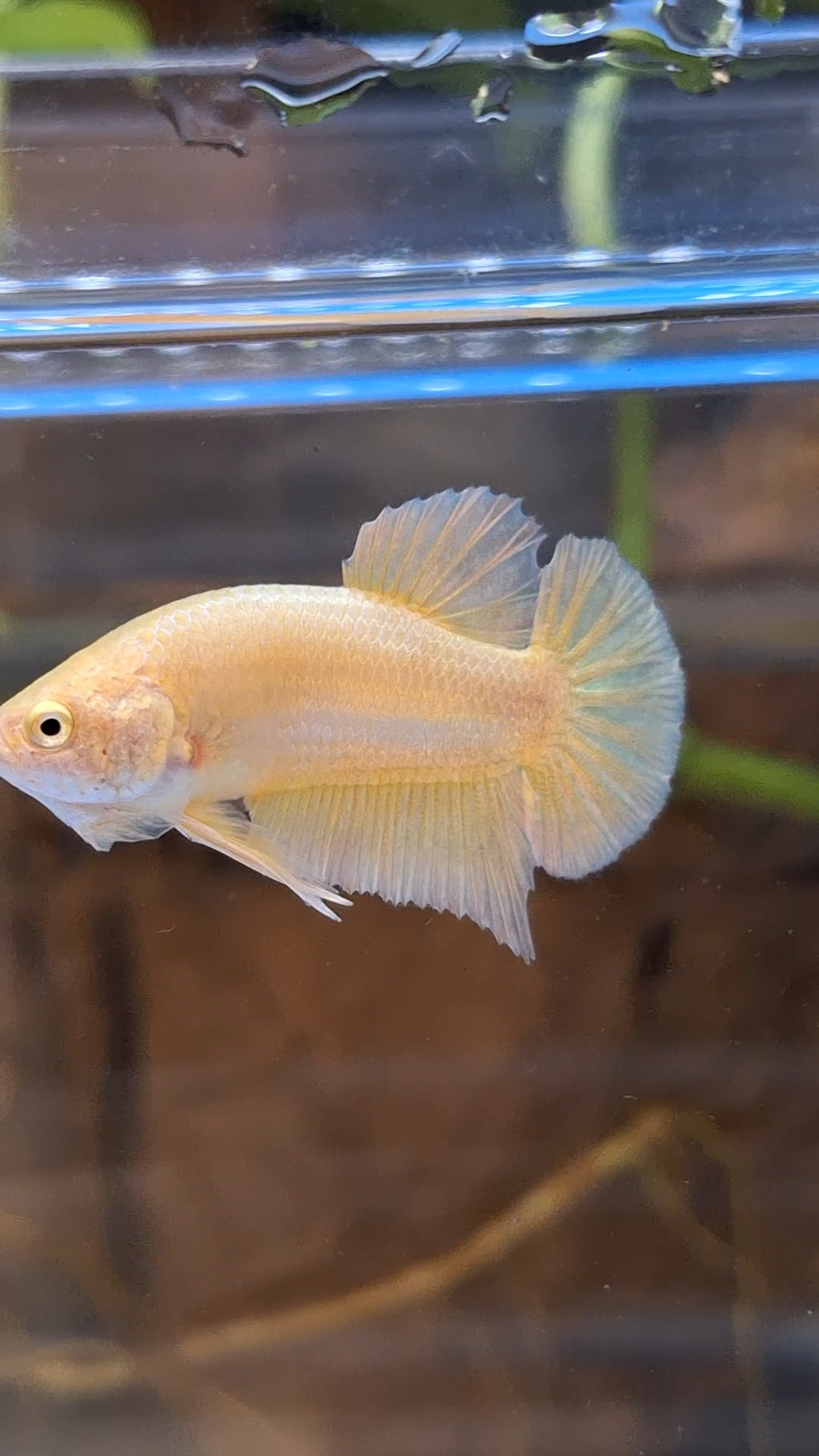 Gold Plakat HMPK Betta Fish Male