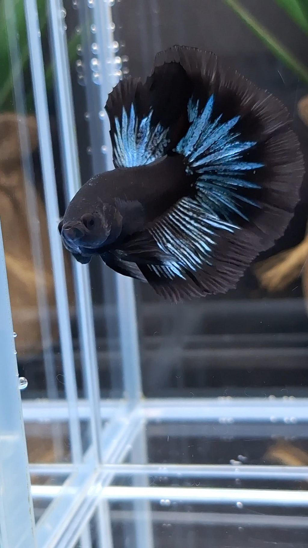 Halfmoon Blue Black Light Avatar Premium Betta Fish Male
