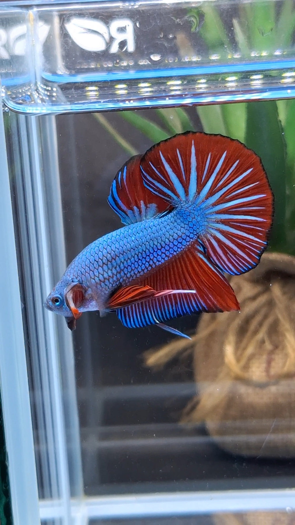 Blue Turquoise Dragon Startail Big Tail HMPK Betta Fish Male