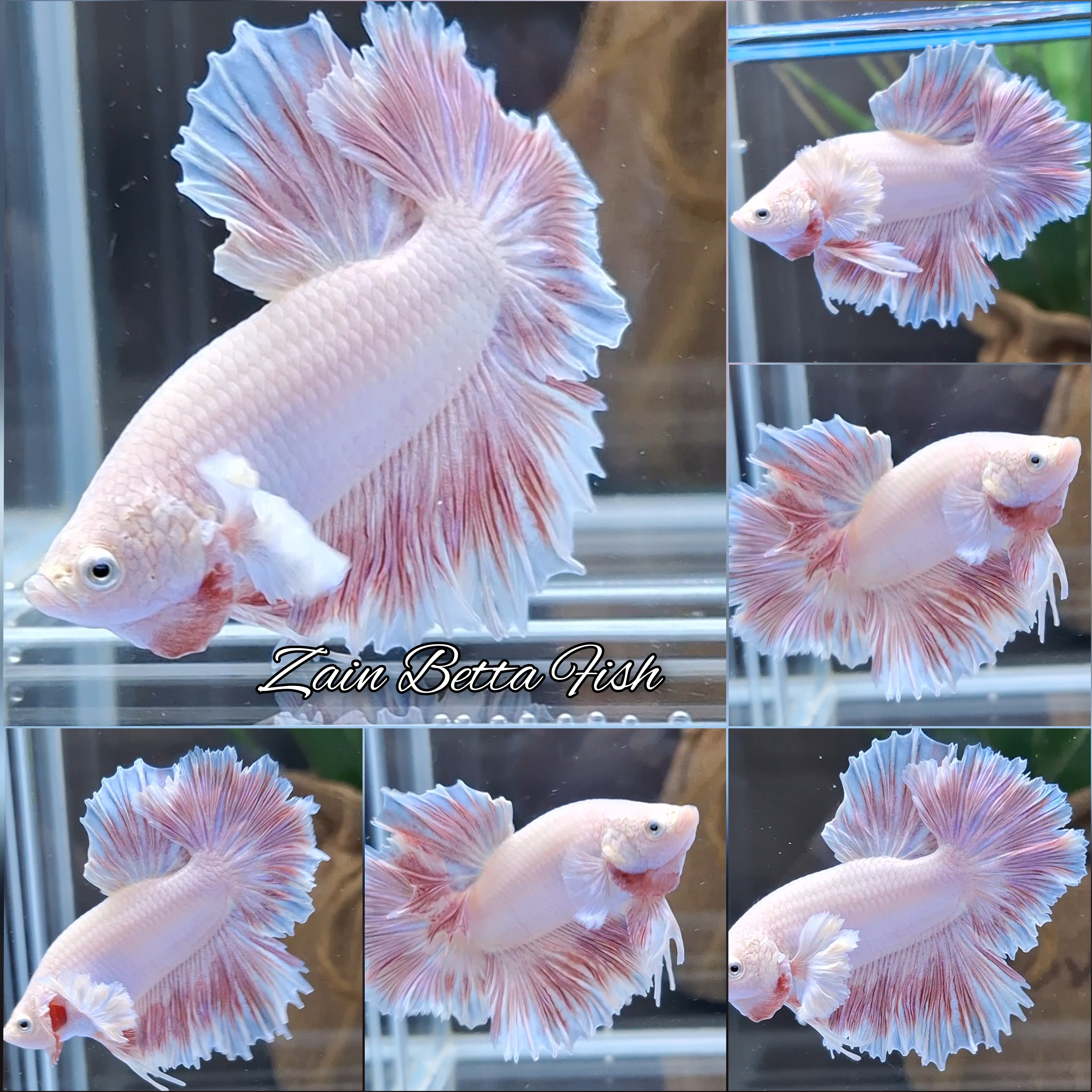 King Feathertail Dumbo Ear Pink Butterfly Betta Fish Male