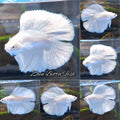 Halfmoon Double Tail White Platinum Betta Fish Male