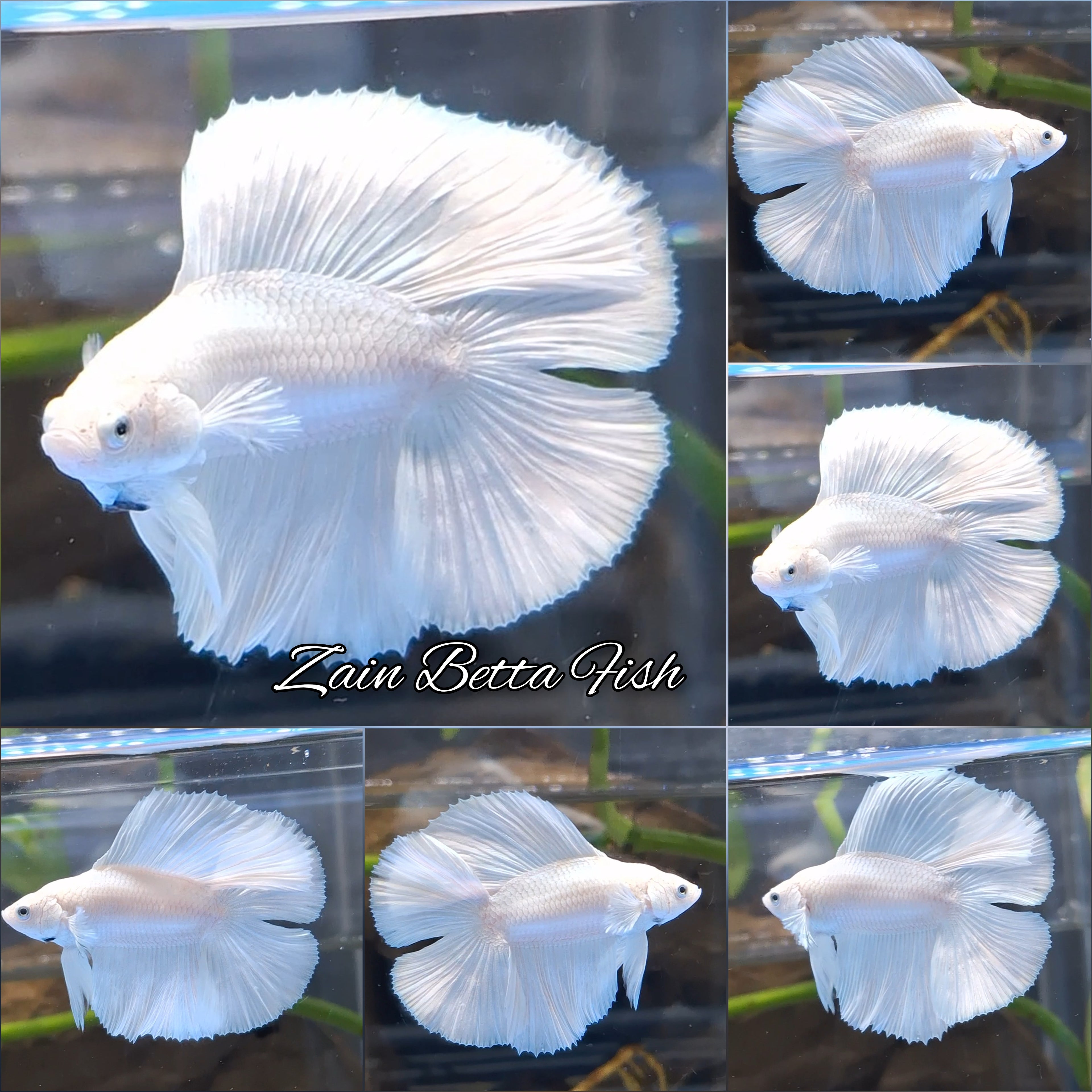 Halfmoon Double Tail White Platinum Betta Fish Male