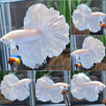 OHM Halfmoon Rosetail White Platimum Betta Fish Male