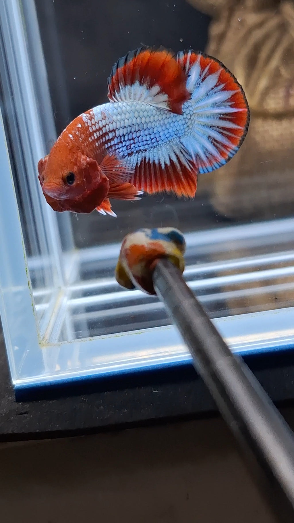 Red Fancy Copper FCCP Startail Plakat HMPK Betta Fish Male