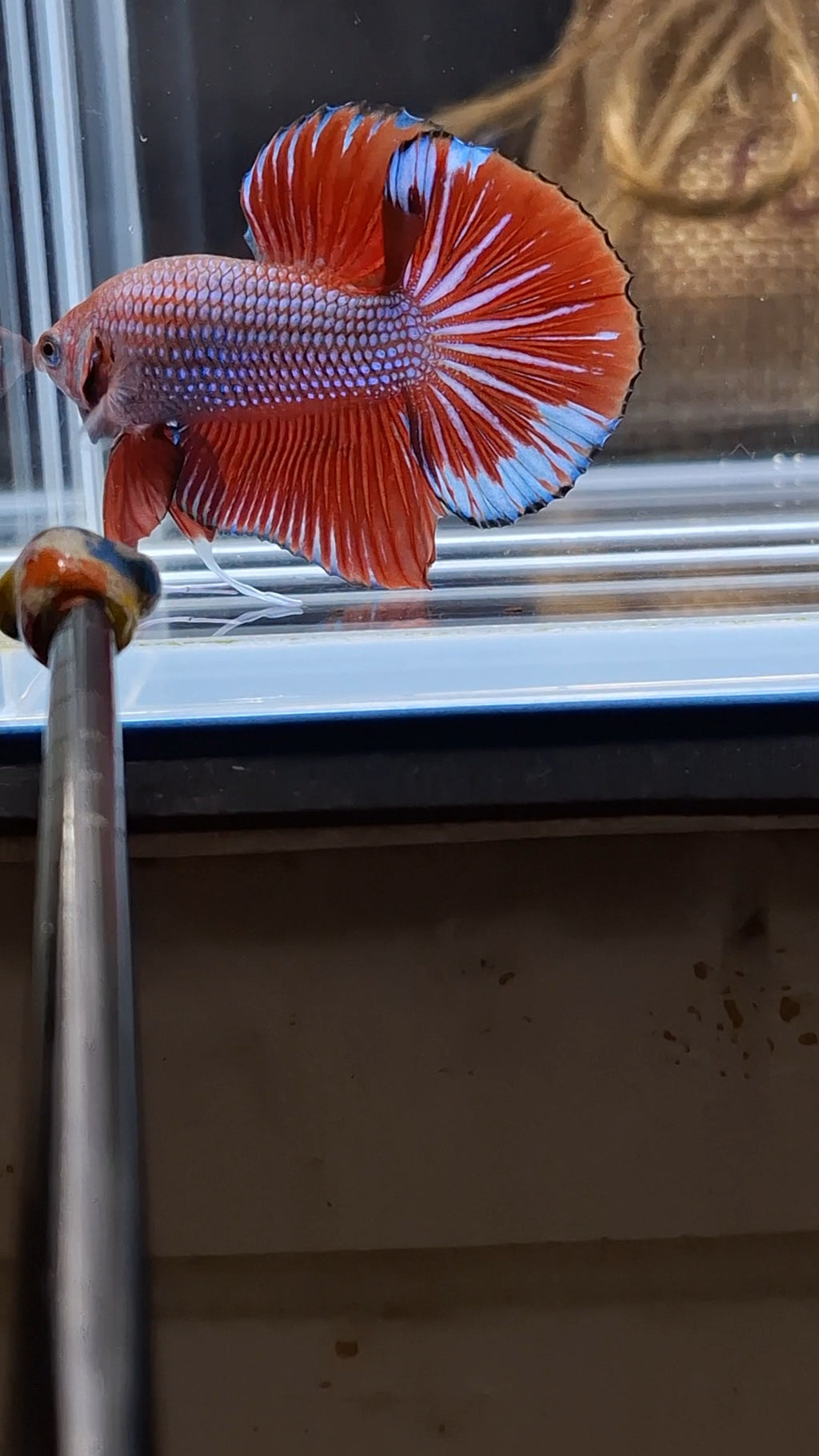 Big Tail HMPK Betta Fish Male