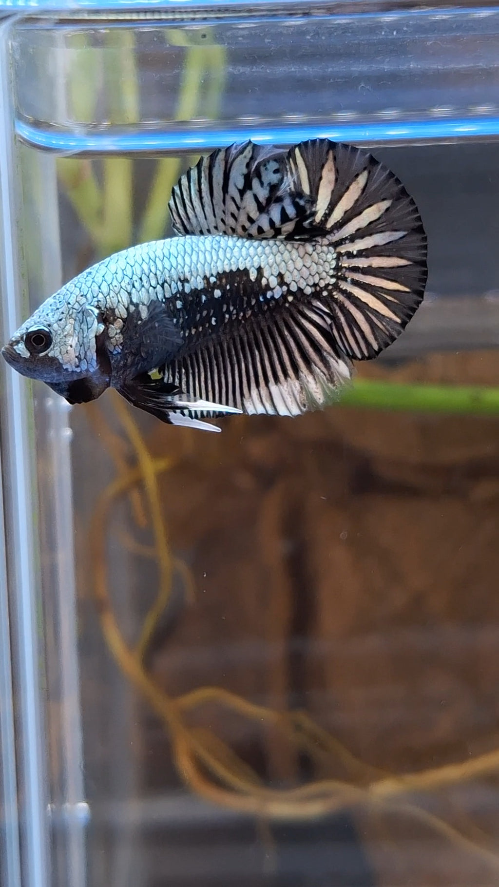 Samurai Plakat HMPK Betta Fish Male