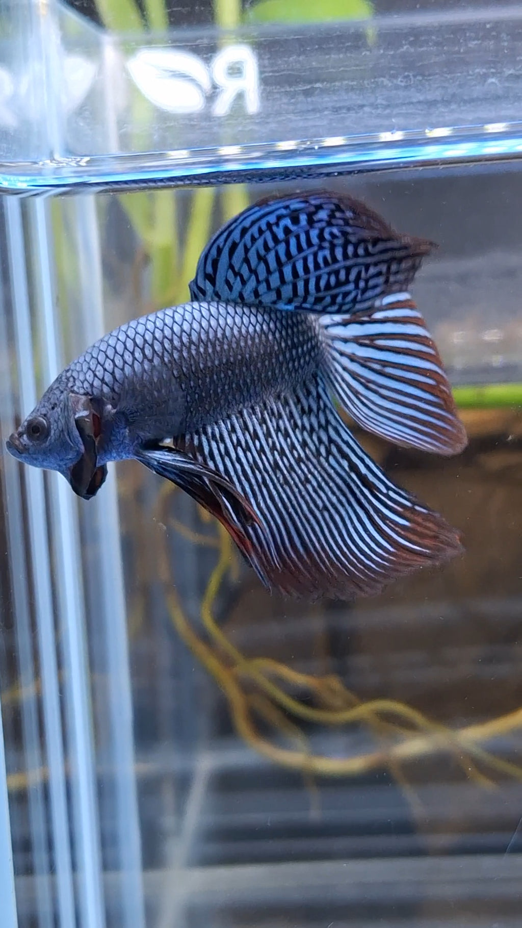 Alien Long Fins Rare Wild Betta Fish Male