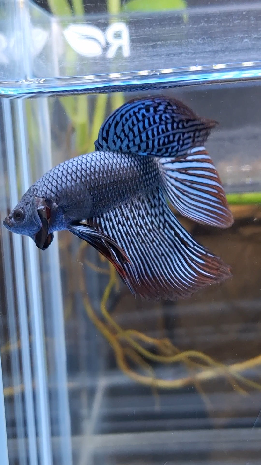 Alien Long Fins Rare Wild Betta Fish Male