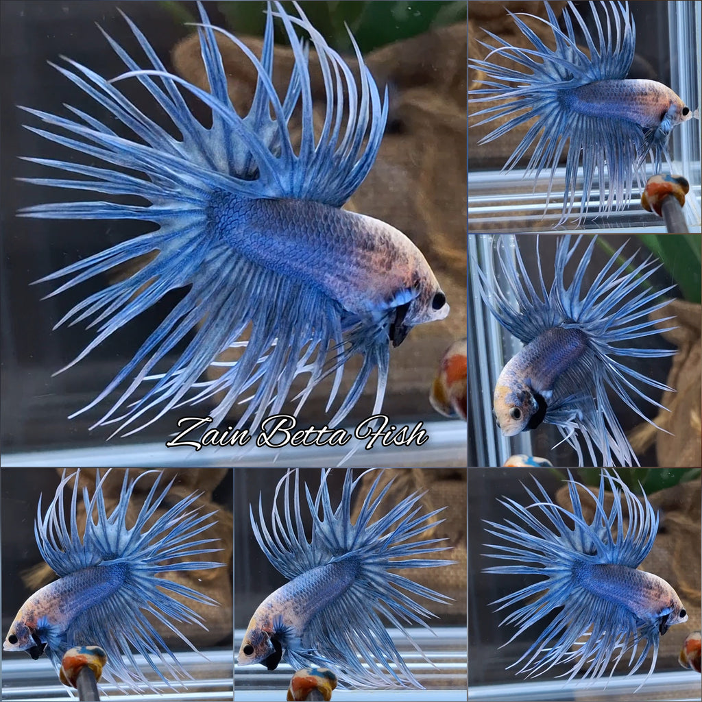 Crowntail Grizzle Betta Fish Male