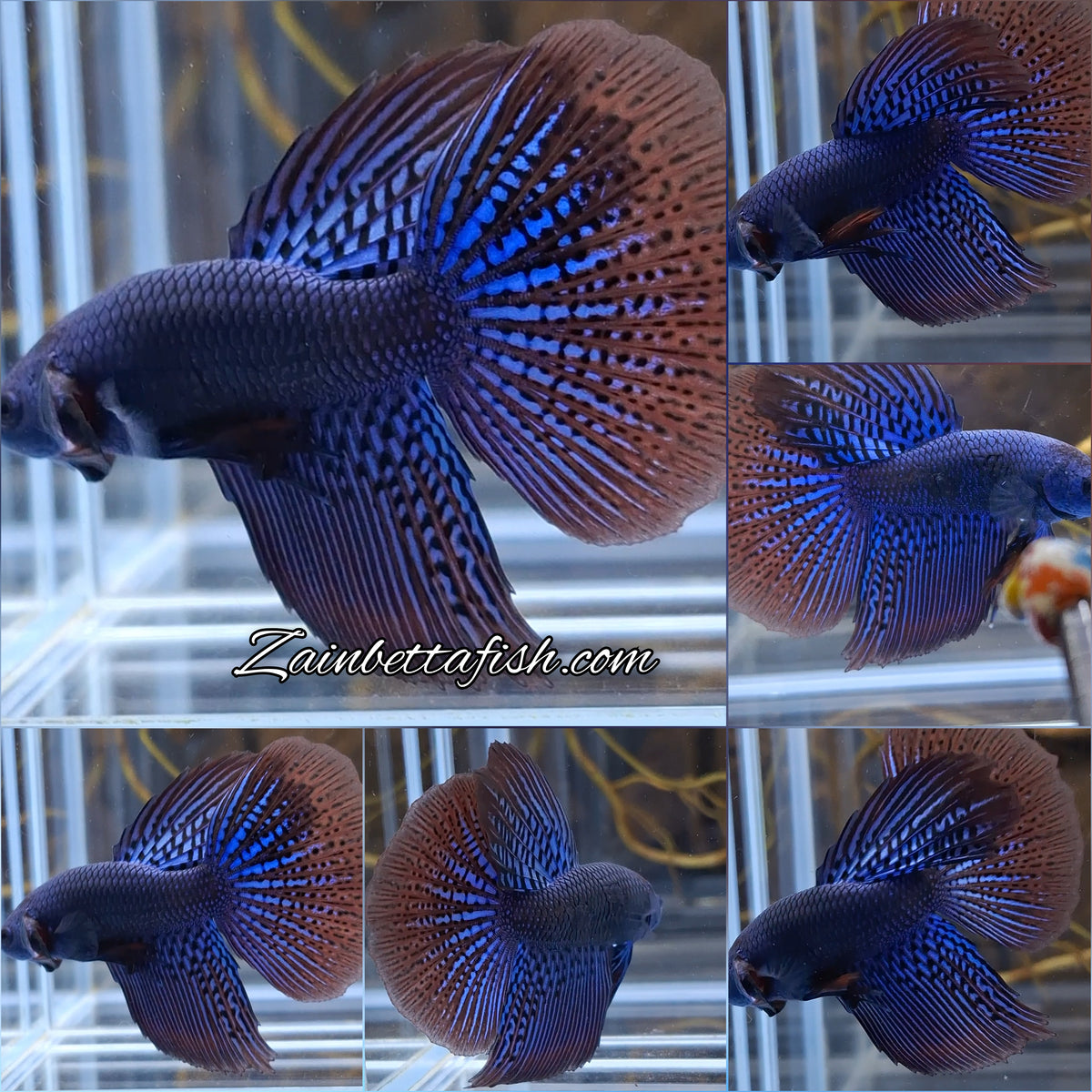 Alien Long Fins Blue Rare Wild Betta Fish Male