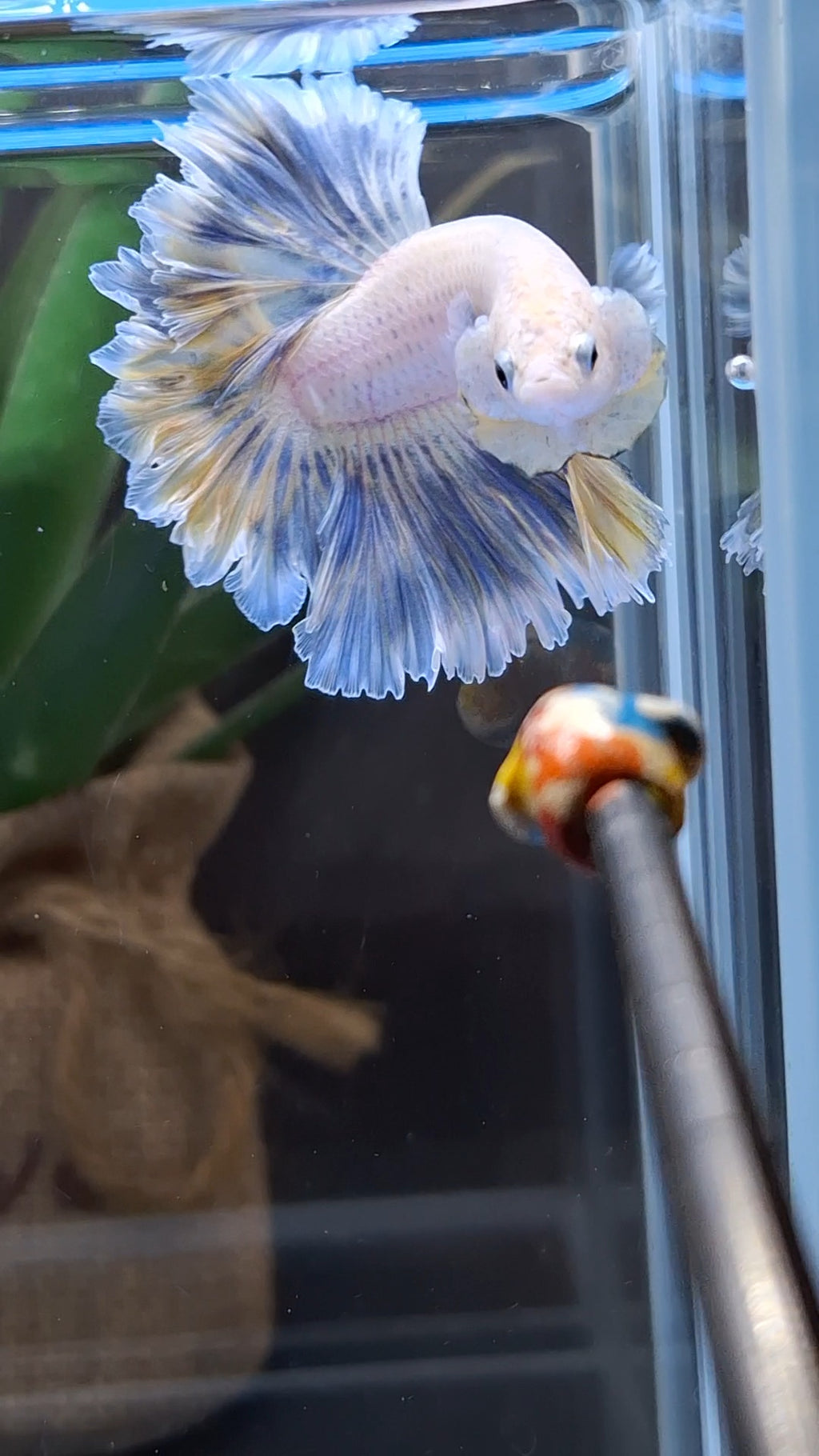Feathertail Halfmoon Soft Grizzle Yellow Wash Rare Betta Fish Male