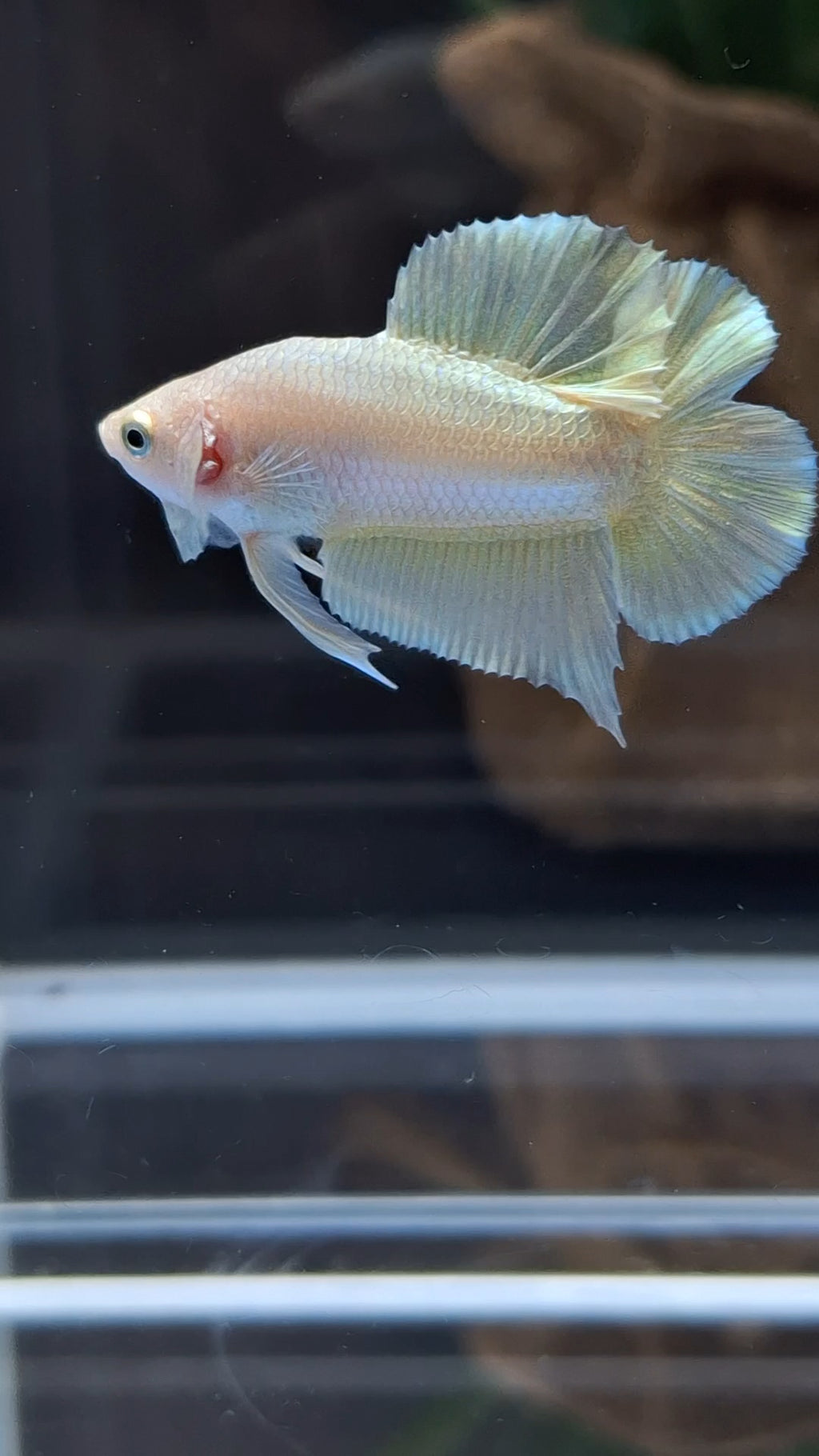 Junior Gold Double Tail Plakat DTPK HMPK Betta Fish Male