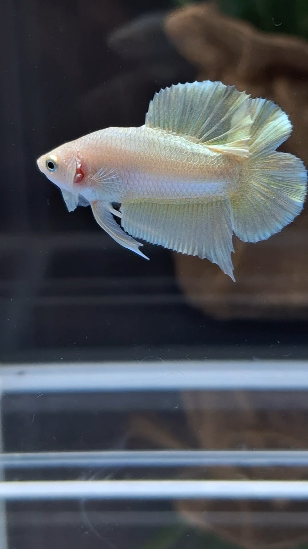 Junior Gold Double Tail Plakat DTPK HMPK Betta Fish Male