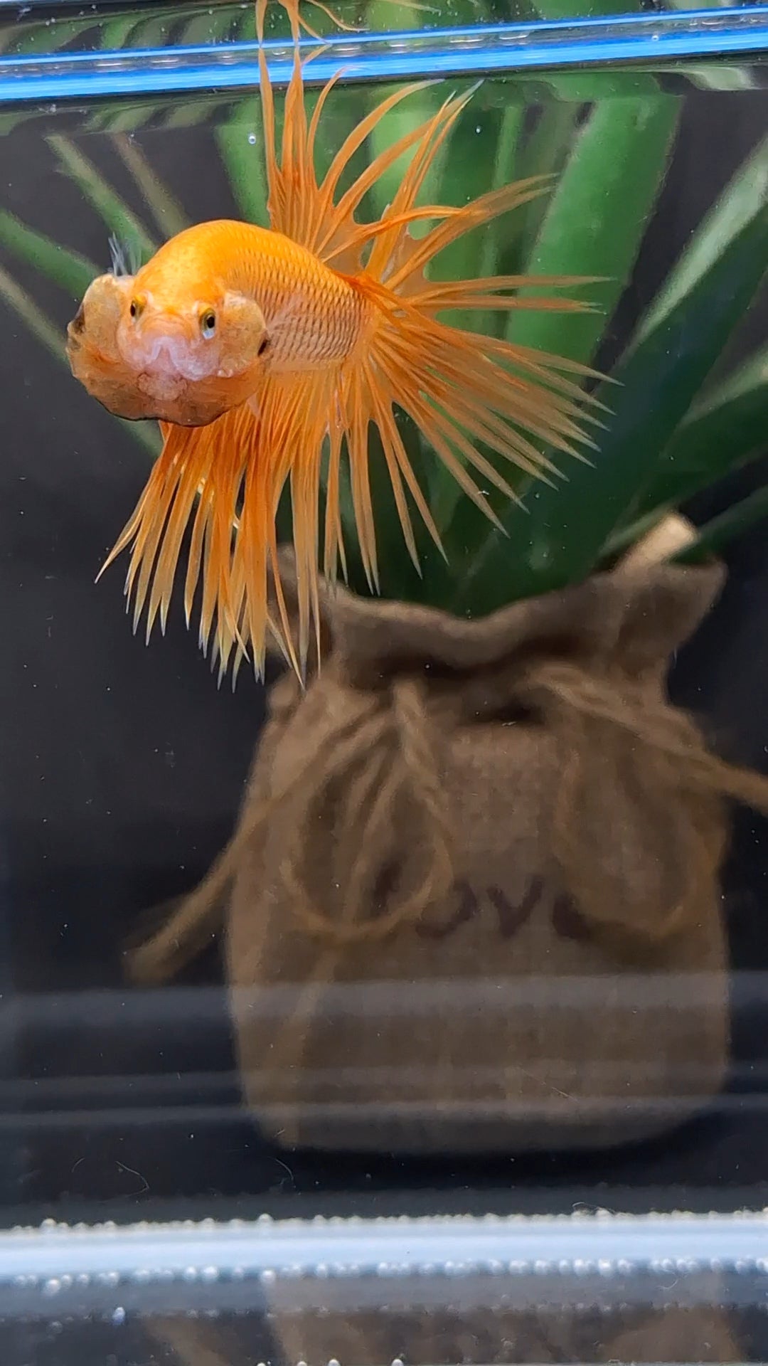 Crowntail Orange Pineapple Betta Fish Male