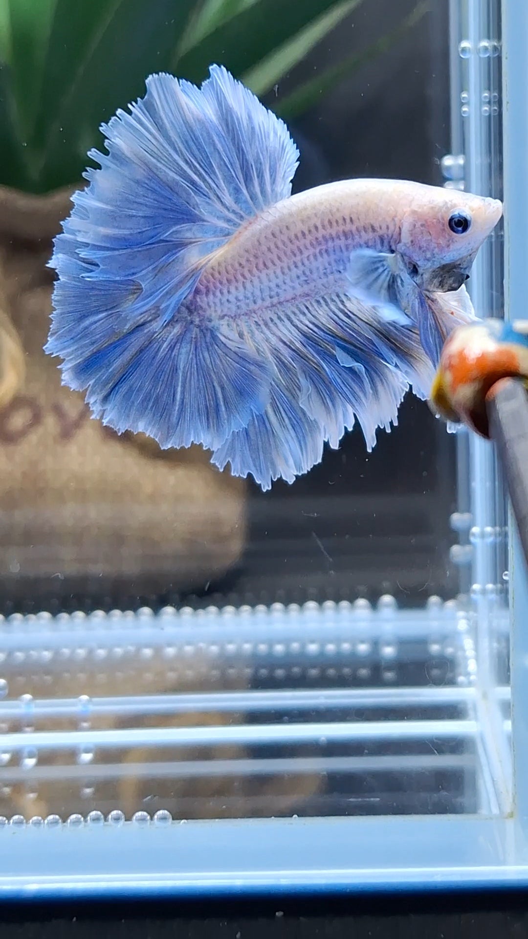 King Feathertail Grizzle Betta Fish Male