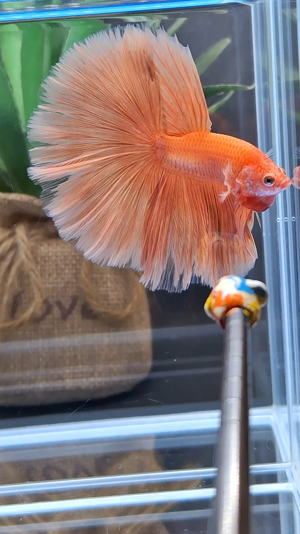 Over Halfmoon Orange Solid Premium Betta Fish Male