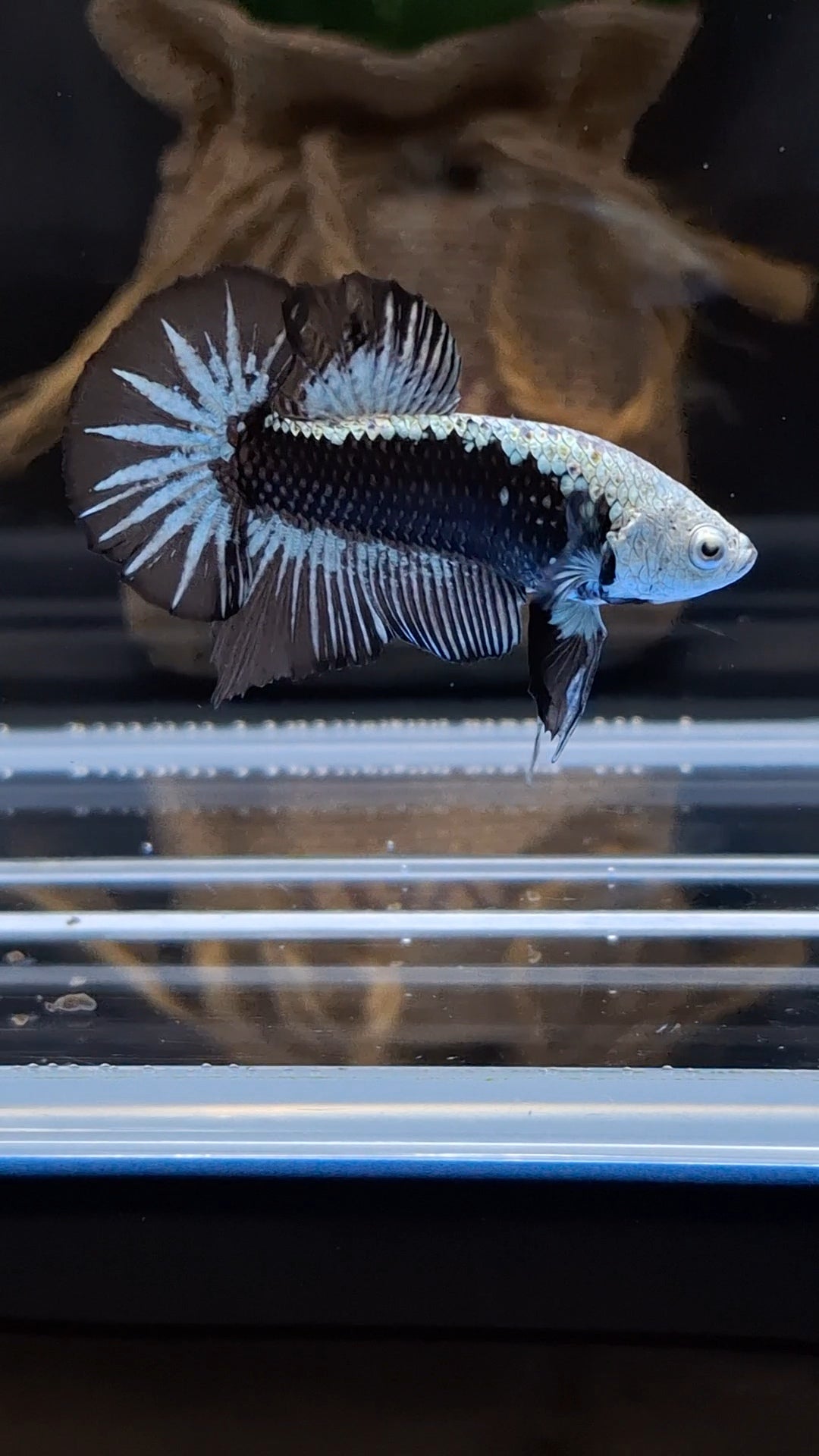 Samurai Plakat HMPK Betta Fish Male