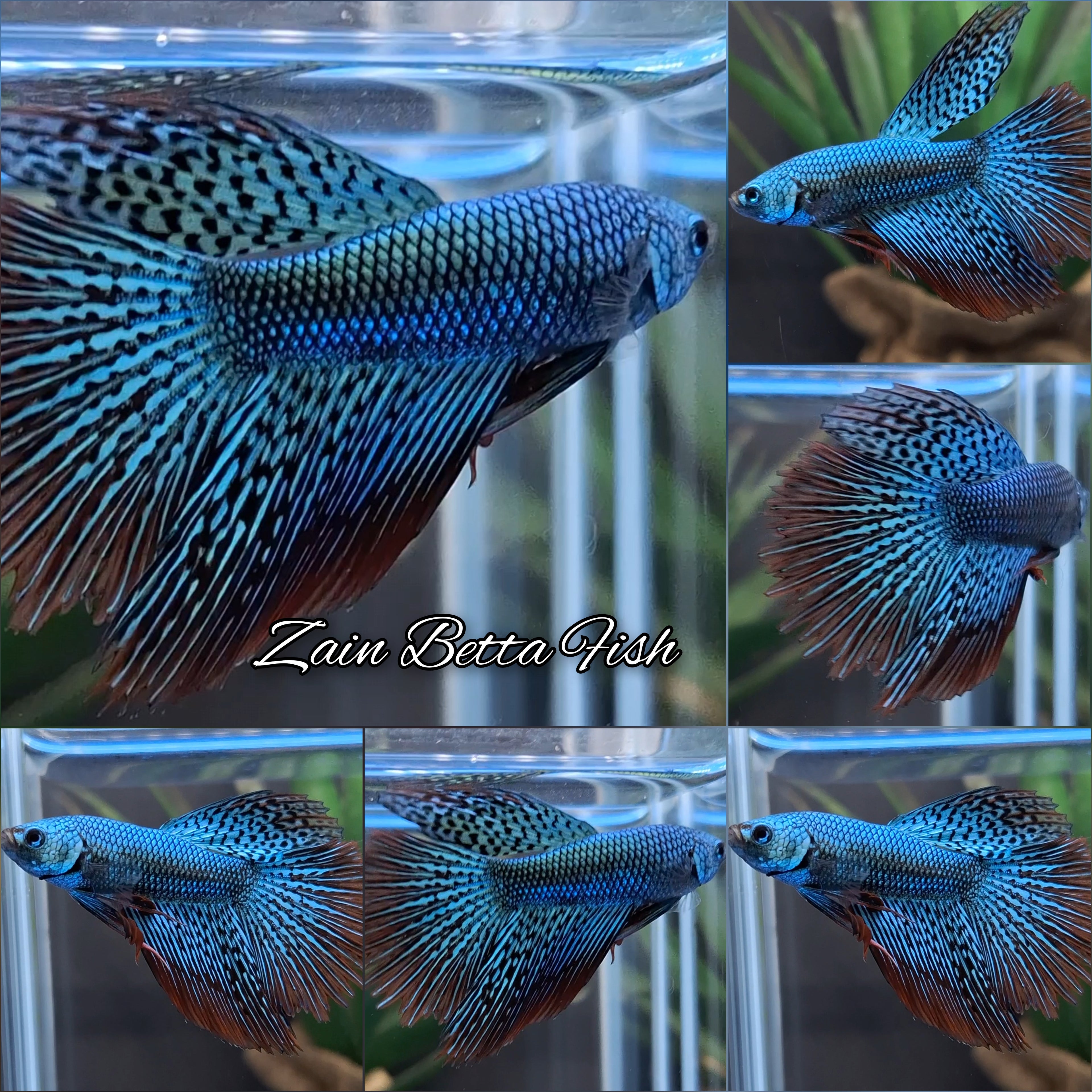Luxury Alien Green Deltatail Halfmoon Wild Betta Fish Male