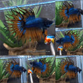 King Crowntail Yellow Mustard Gas Betta Fish Male