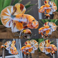 Gold Copper Variant Orange Sunkist HMPK Betta Fish Male