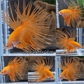 Crowntail Orange Pineapple Betta Fish Male