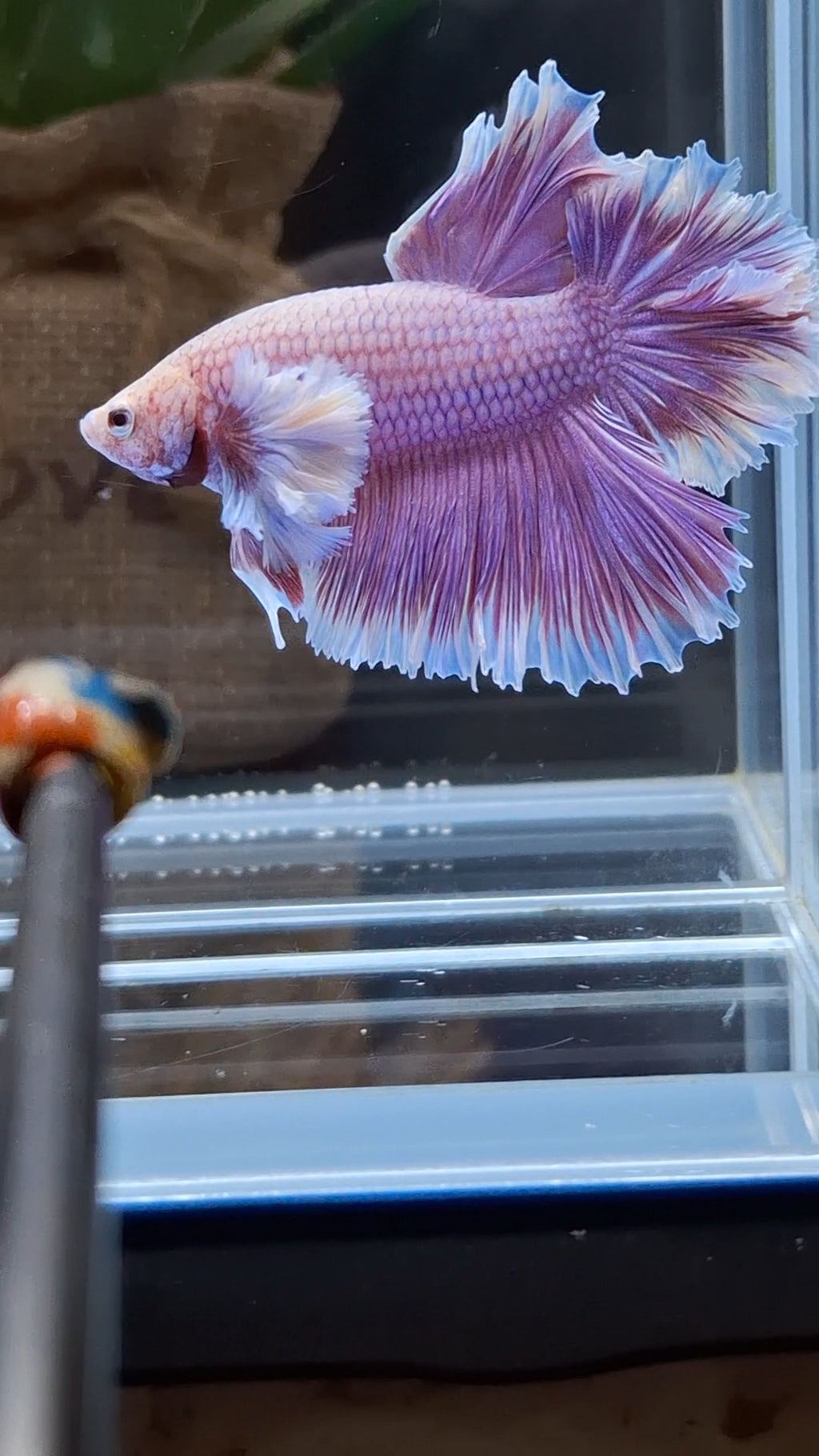 Feathertail Dumbo Ear Purple Butterfly Betta Fish Male
