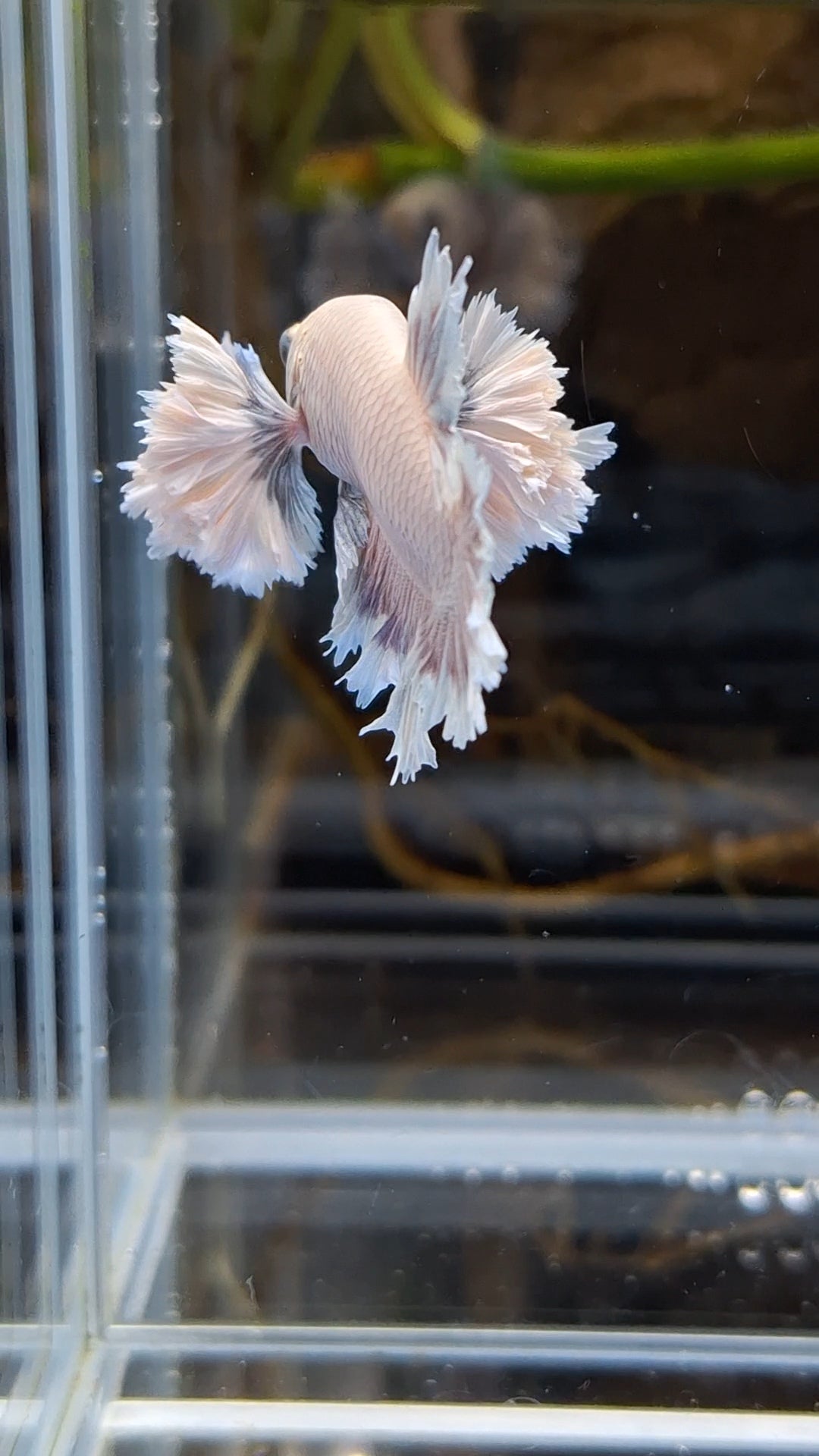 King Feathertail Rose Dumbo Ear Plakat HMPK Rare Betta Fish Male