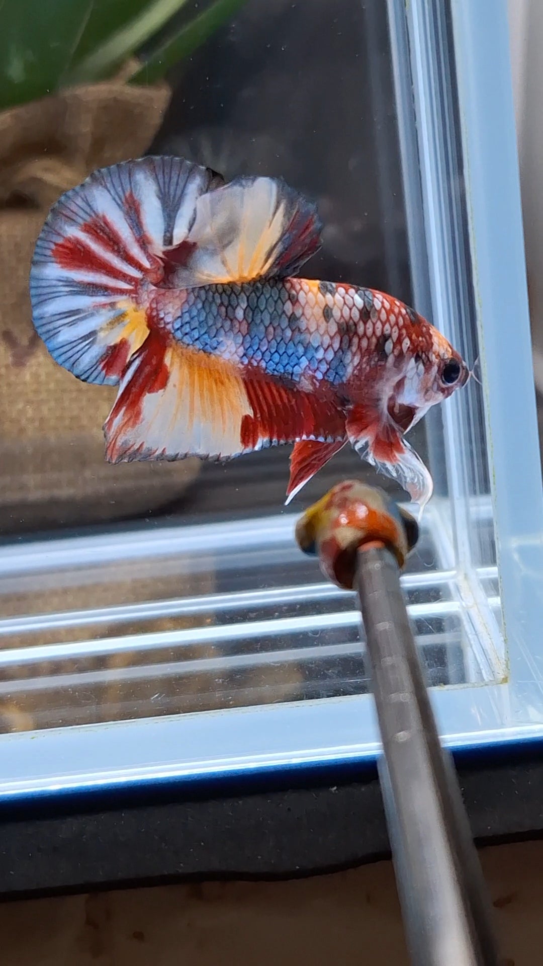 Candy Koi Copper Plakat HMPK Betta Fish Male