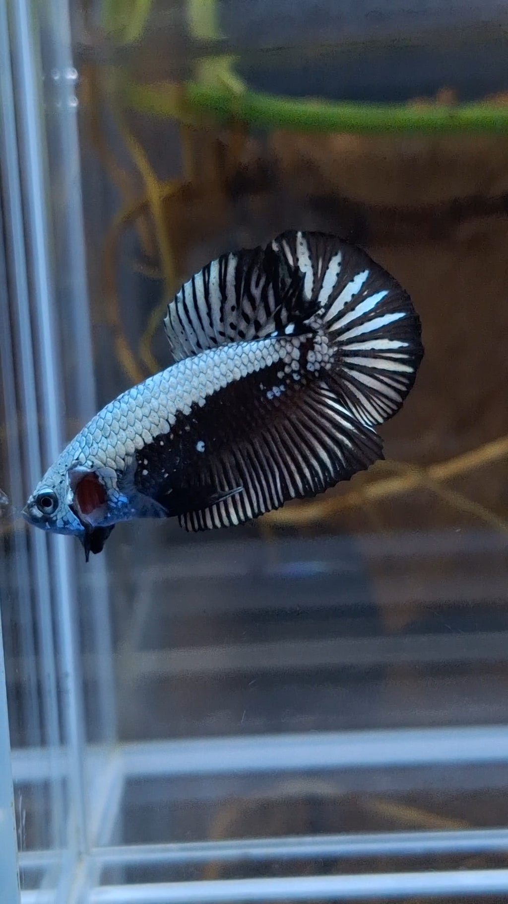 Samurai Plakat HMPK Betta Fish Male