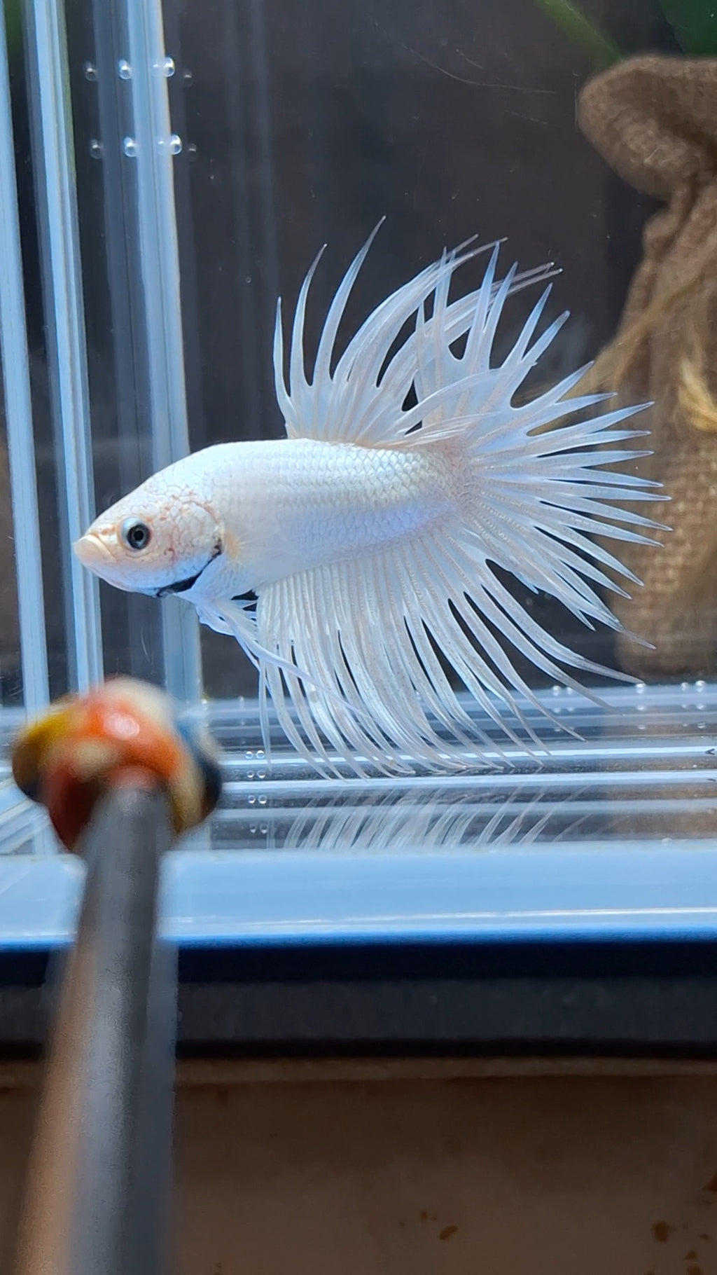 Premium Crowntail White Platinum Betta Fish Male