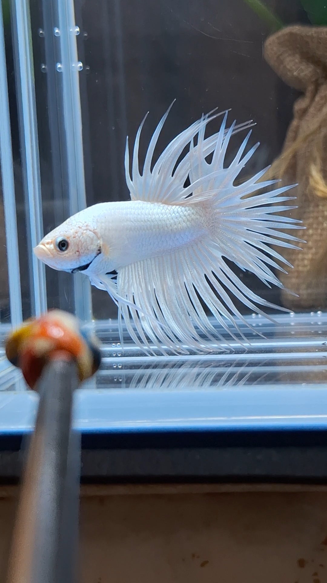 Premium Crowntail White Platinum Betta Fish Male