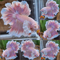 Super Dumbo Ear Feathertail Halfmoon Pink Butterfly Betta Fish Male