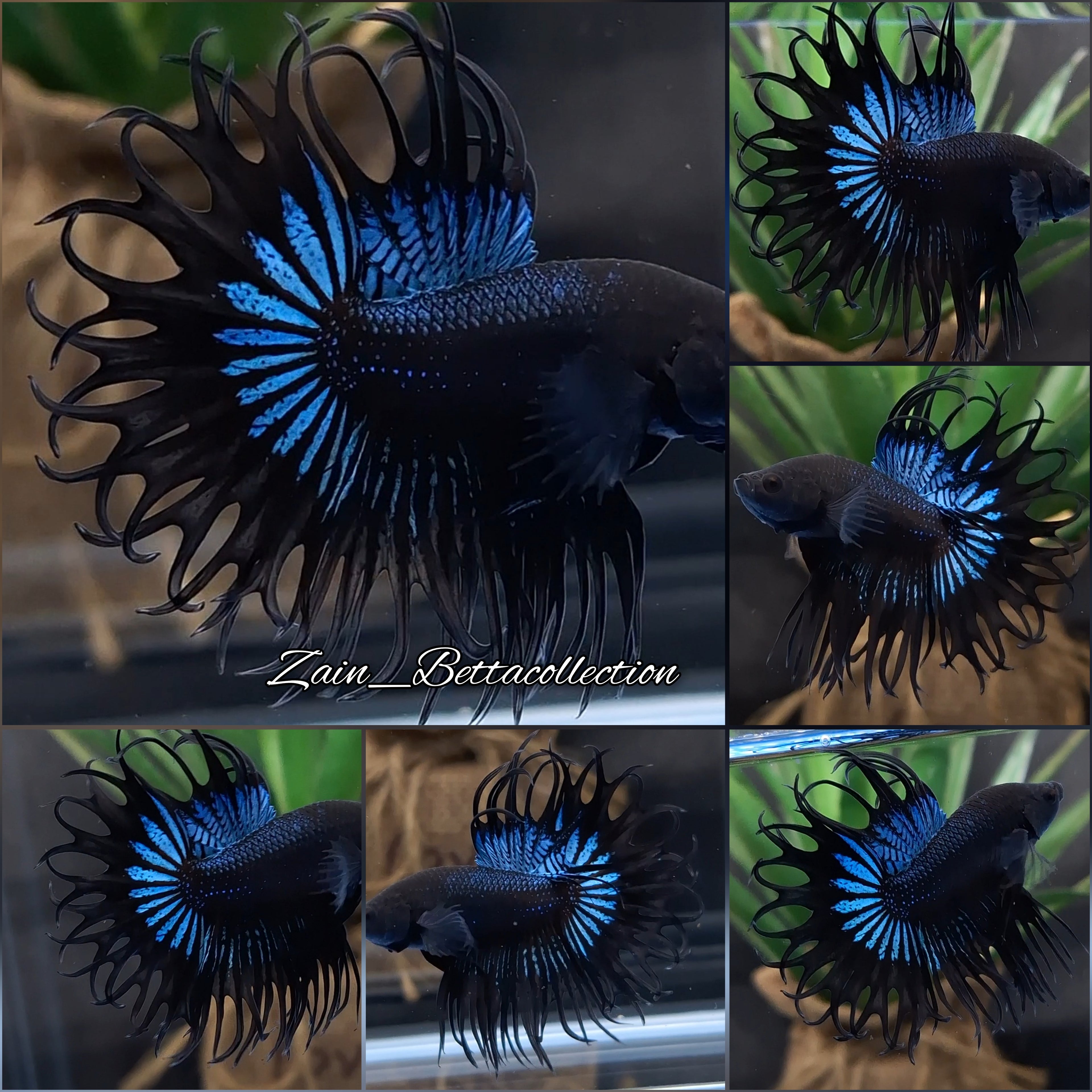 King Crowntail Rare Betta Fish Male