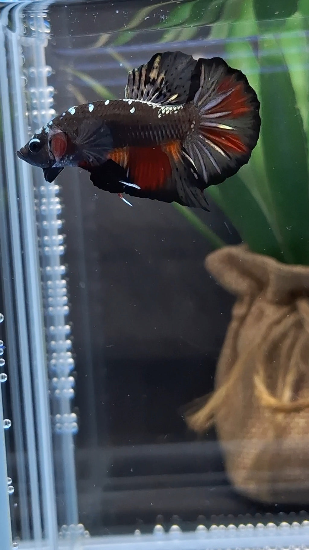 Avatar Black Variation Plakat HMPK Betta Fish Male