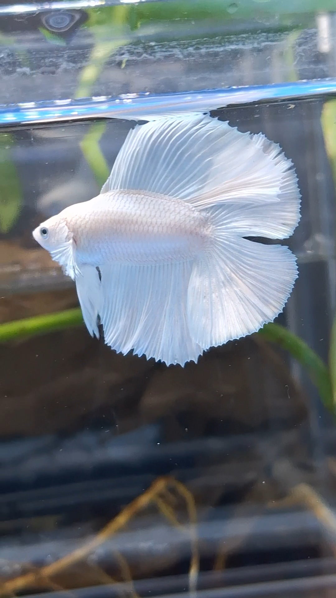 Halfmoon Double Tail White Platinum Betta Fish Male