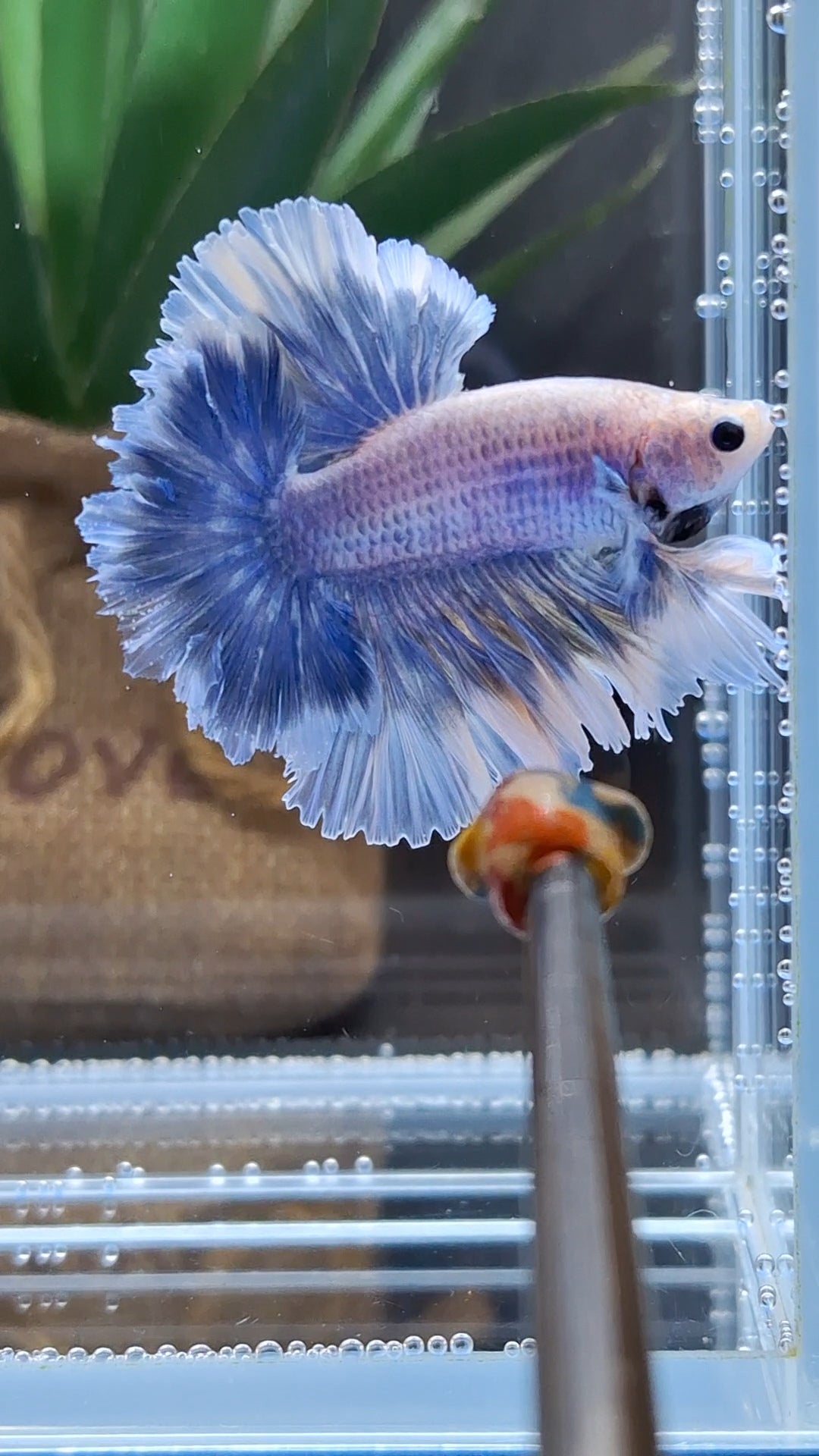 King Feathertail Grizzle Butterfly Betta Fish Male